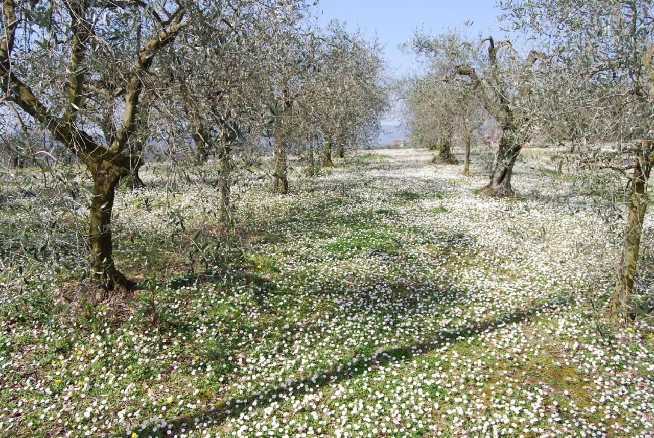 Bilocale Verde Umbria Montecastrilli Exterior photo